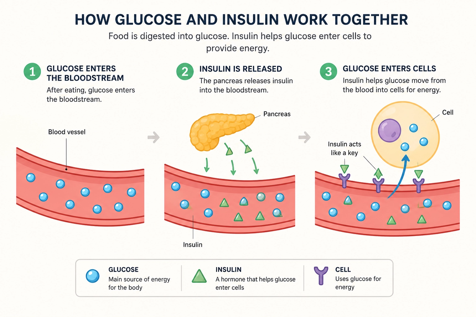 Simple illustration of insulin helping glucose move from the bloodstream into cells